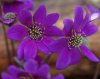 Show product details for 3 mixed Single Japanese Hepaticas No.1